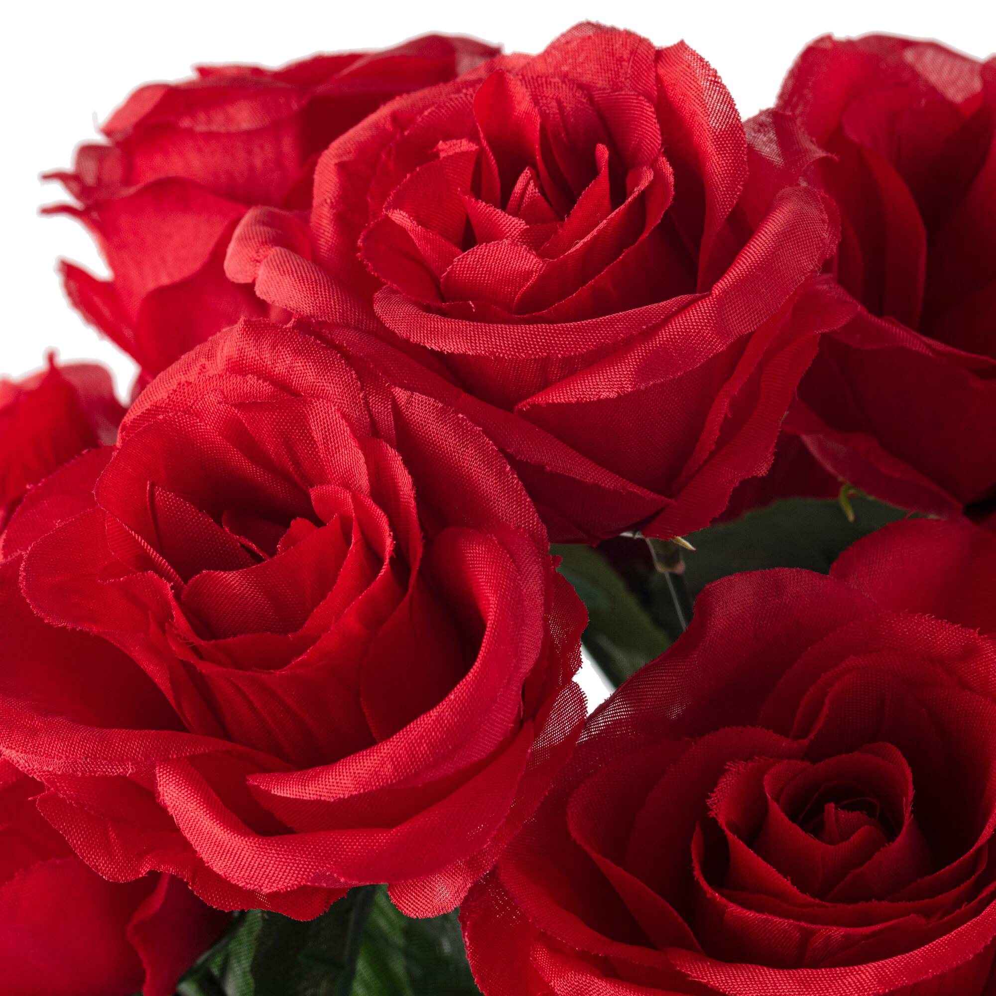 Rose Bush by Ashland